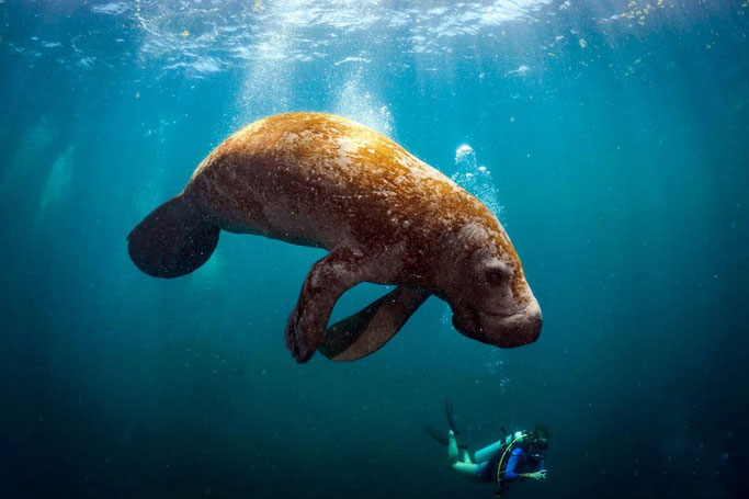 A manatee swims above a scuba diver on a dive in Xcalak, Mexico
