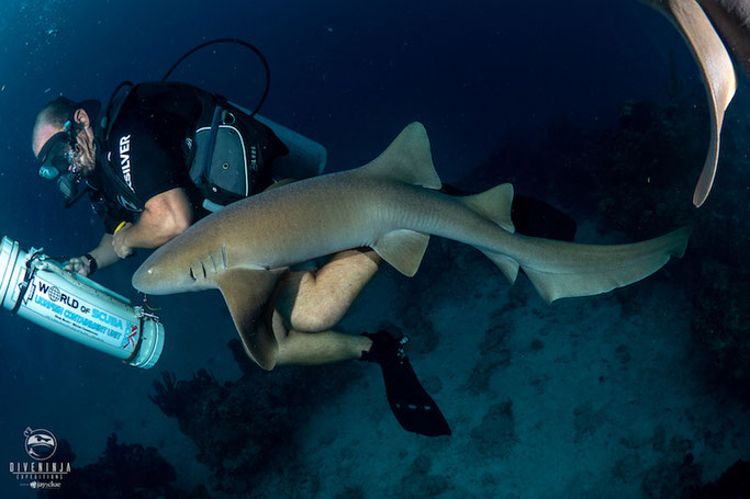 The nurse sharks after the lionfish 