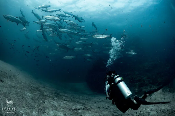 An Advanced Open Water diver scuba diving with a school of jacks