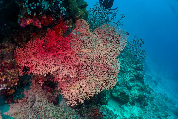 coral in maldives