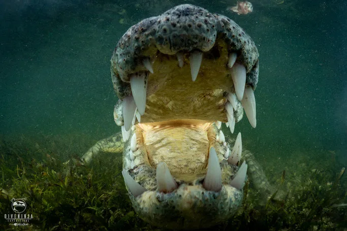 diving with crocs in mexcio