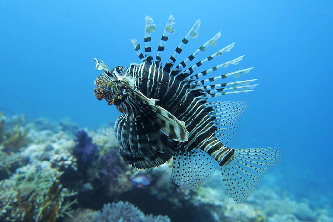 learn about lionfish
