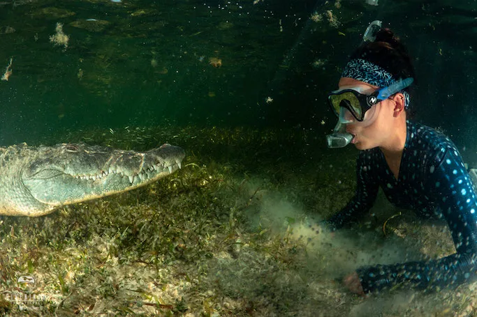 swimming with American Saltwater crocodiles