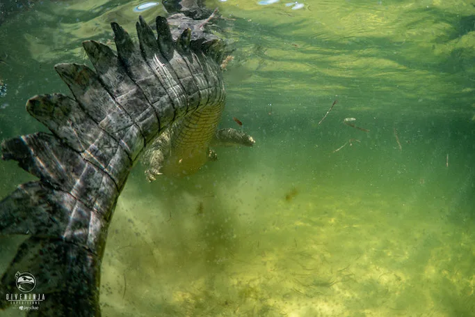 swimming with crocodiles in mexico