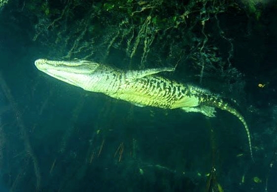swimming with crocodiles in mexico 