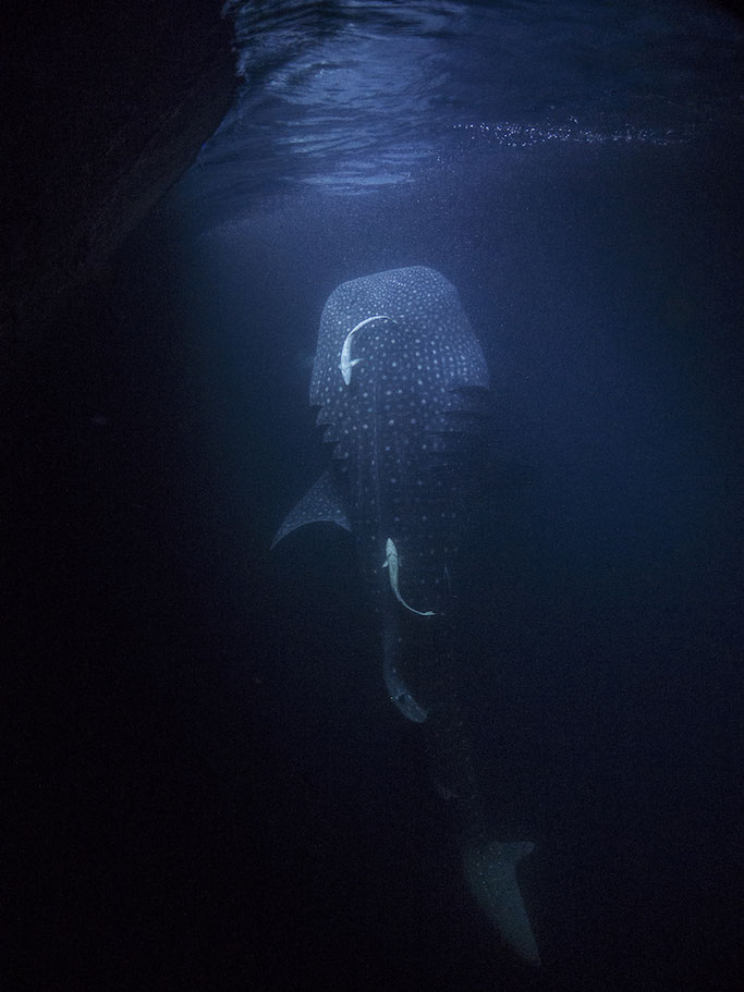 Red Sea liveaboard trip