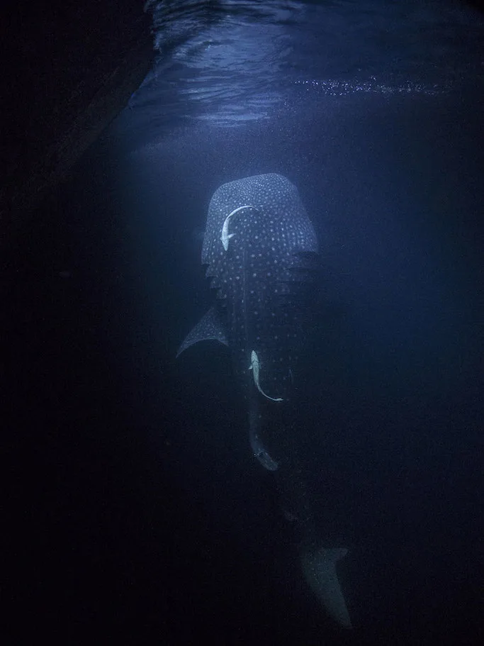 Red Sea liveaboard trip