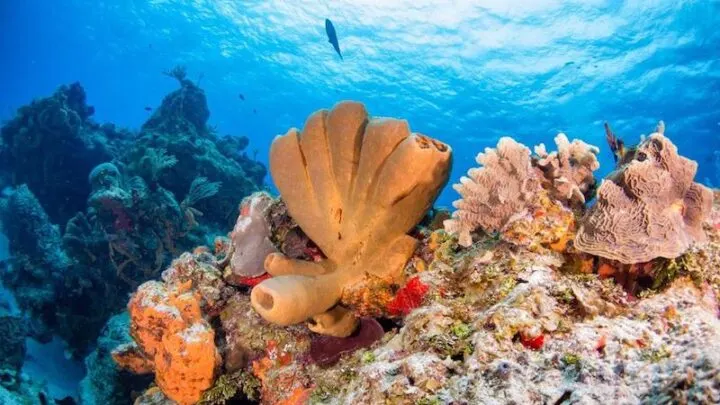 Scuba Diving in Cozumel