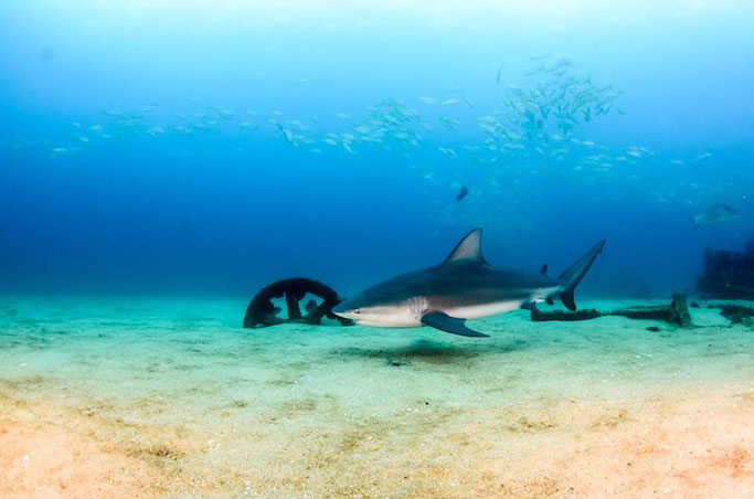 bull shark cabo pulmo