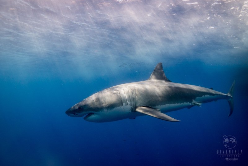 mexico great white shark