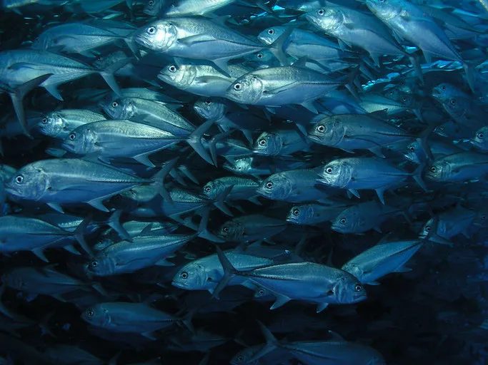 scuba diving cabo pulmo mexico