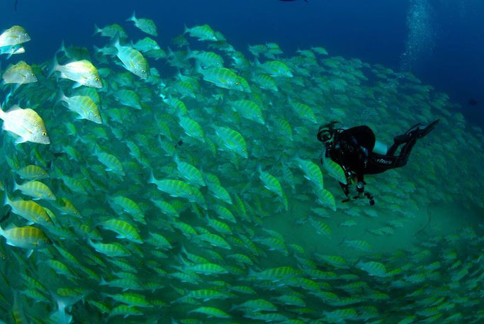 scuba diving cabo pulmo