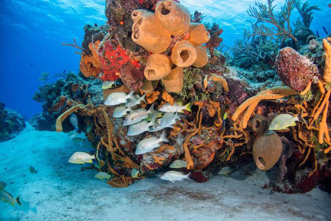 scuba diving cozumel 