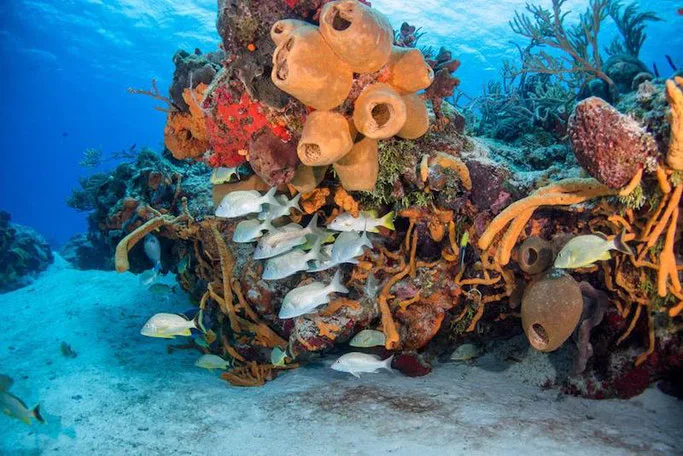 Scuba Diving in Cozumel, Mexico