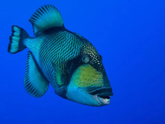 scuba diving in Rarotonga, cook islands 