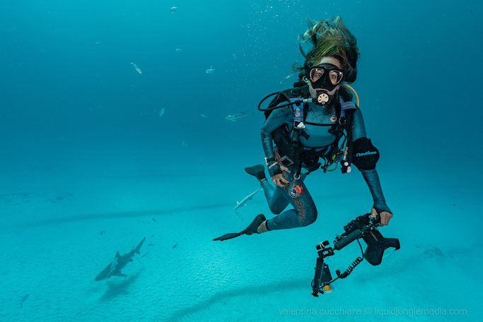 bull shark diving mexico