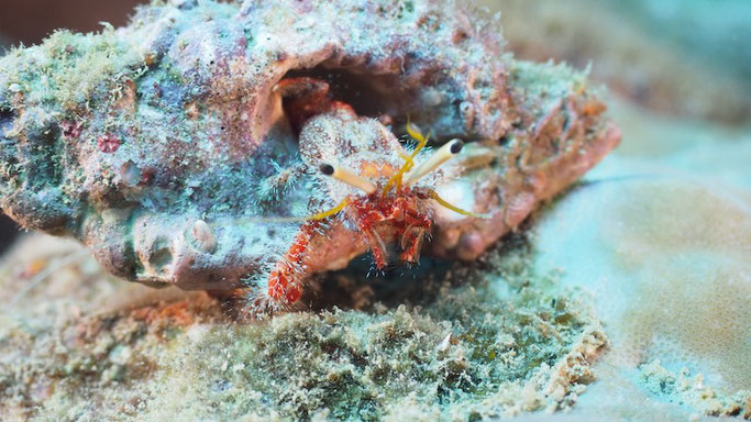 diving in tonga 