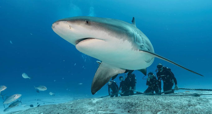 playa bull shark dive