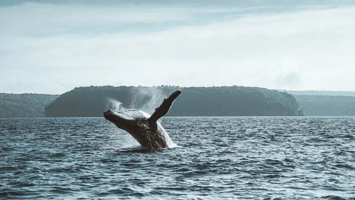 scuba diving in tong humpback whales