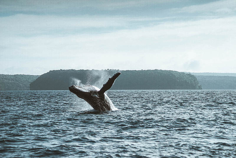 Scuba Diving in Tonga and Best Time to see Whales
