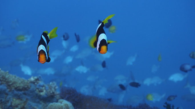 scuba diving in tonga