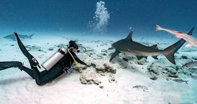 shark diving in playa del carmen