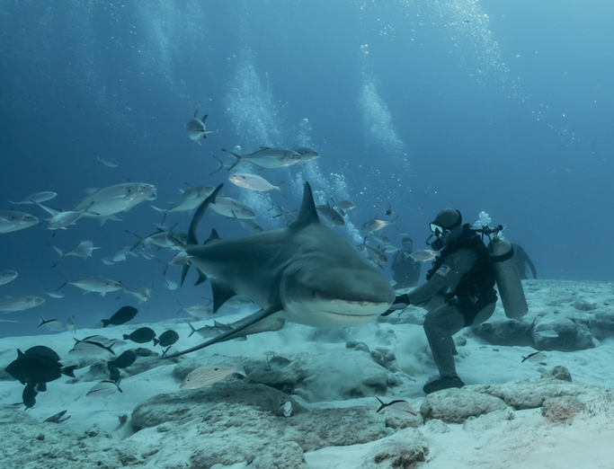 shark feeding dive playa