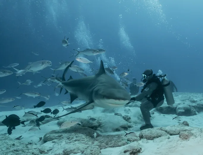 shark feeding dive playa