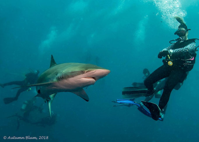 Shark diving Florida