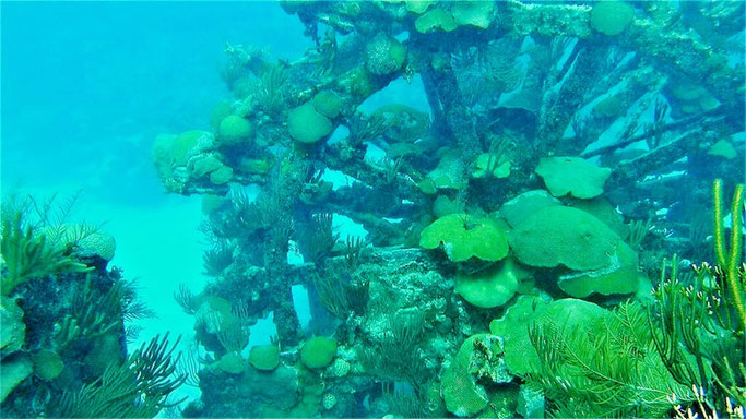 SCUBA DIVING IN BERMUDA