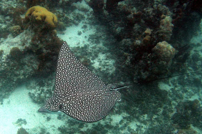 scuba diving in galapagos