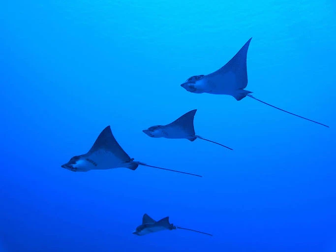 scuba diving in samoa