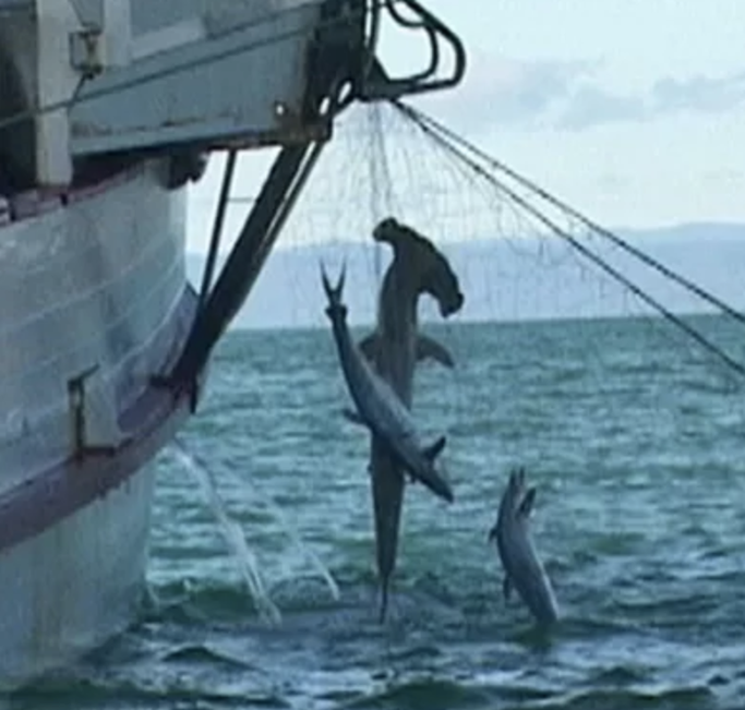 A large trawling net on the side of a commercial fishing vessel which has caught a hammerhead shark and two dolphins