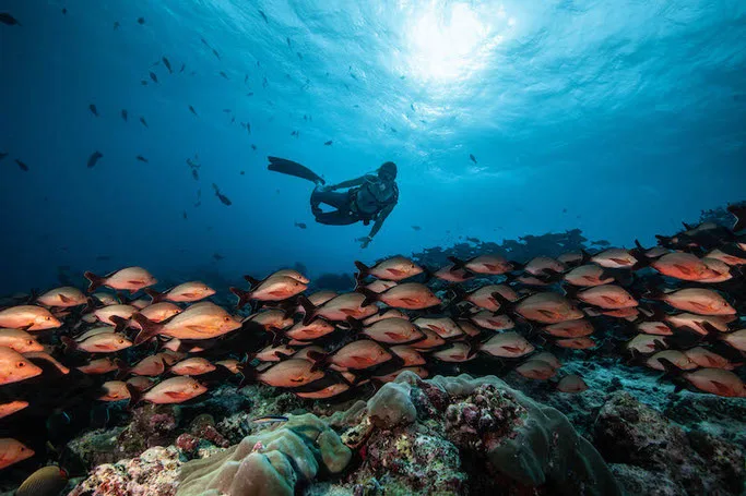 A scuba diver floats above a large school of red fish in the Maldives.