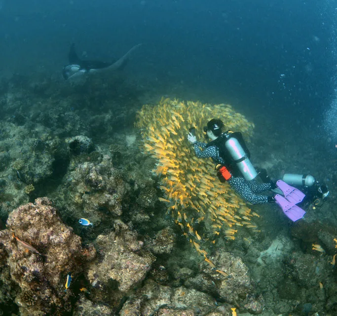 A scuba diver swims above a large school of yellow snapper whilst taking a picture of a manta ray swimming past