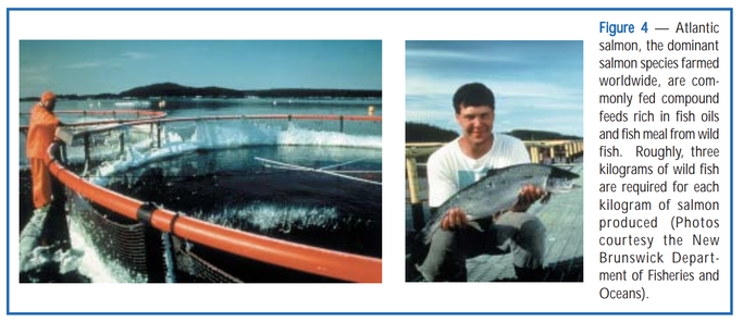 Online article clipping showing aquaculture nets and a young man holding up a fish to the camera.