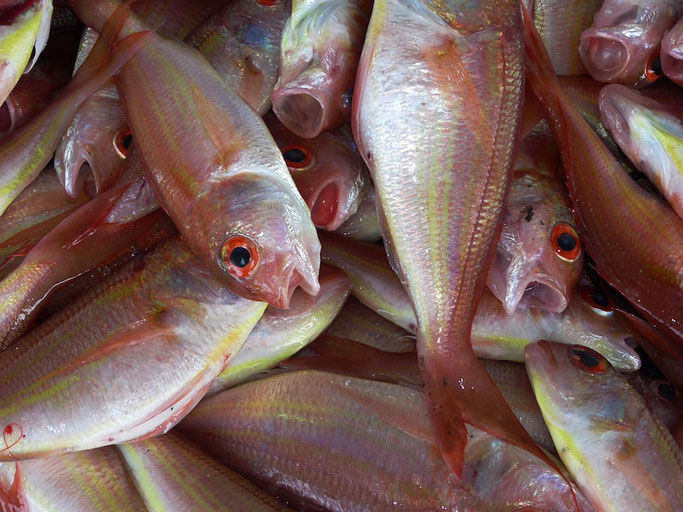 Small, commercially-caught red fish lay with their mouths open.