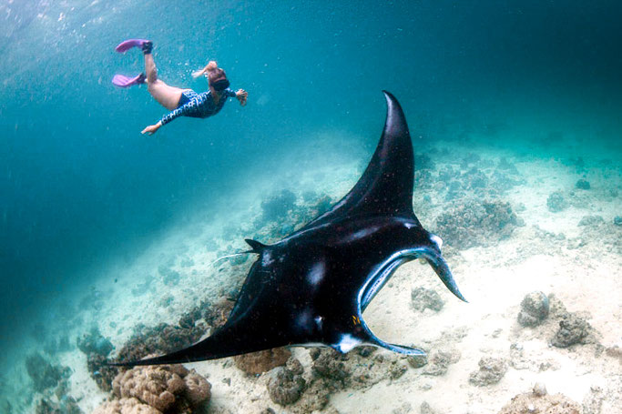 scuba diving manta rays solomon islands