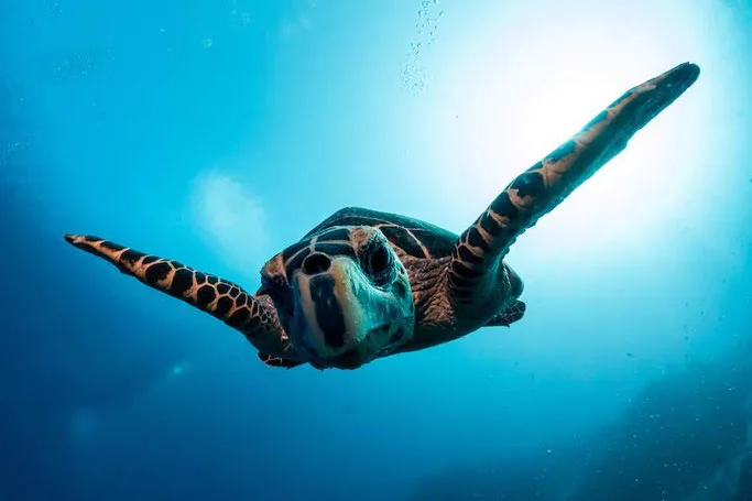 scuba diving komodo 