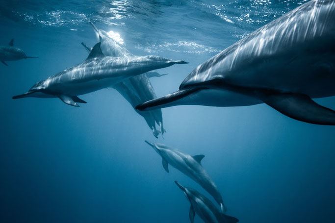 scuba diving bonaire 