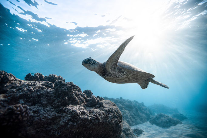 scuba diving in bonaire