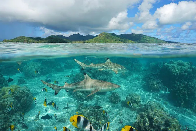 scuba diving in french polynesia 