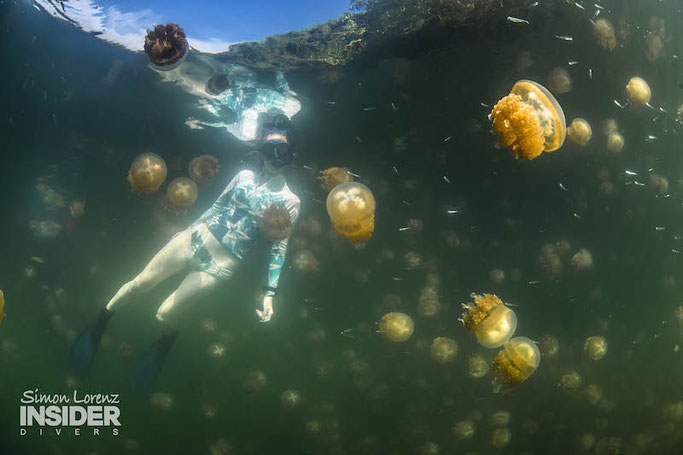 jelly fish lake 