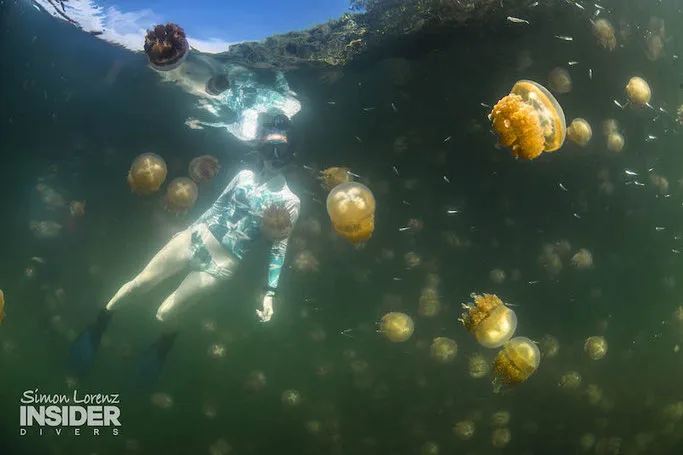 jelly fish lake