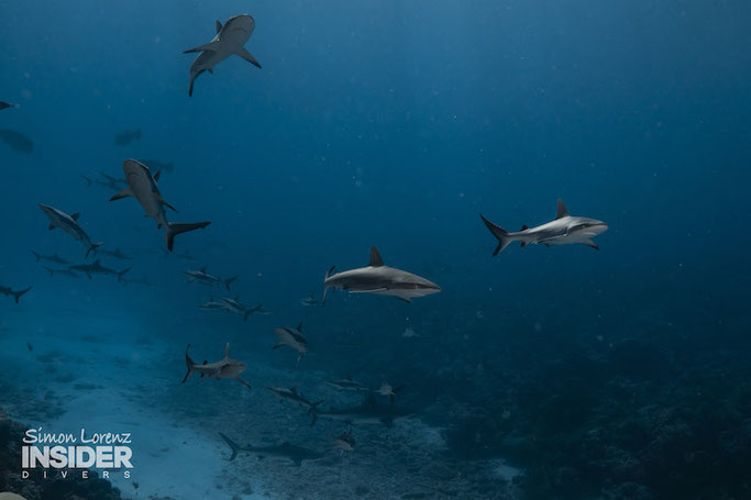 scuba diving in Palau 