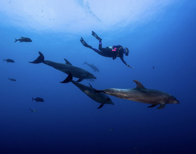 Woman scuba diving with bottlenose dolphins in Socorro, Mexico.