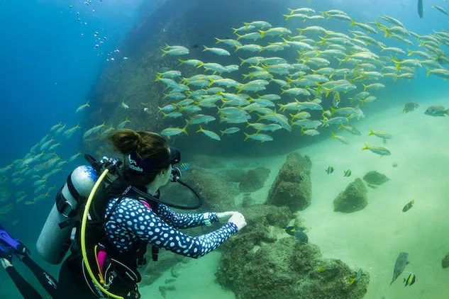 Woman scuba diving with large school of snappers in Los Cabo, Mexico.