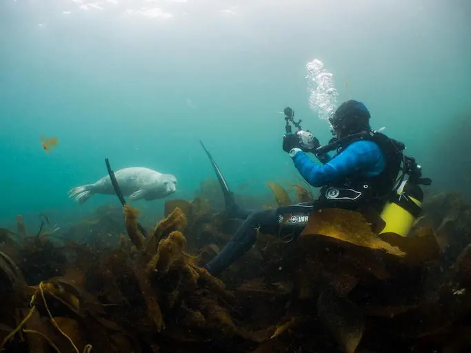 scuba diving with seals