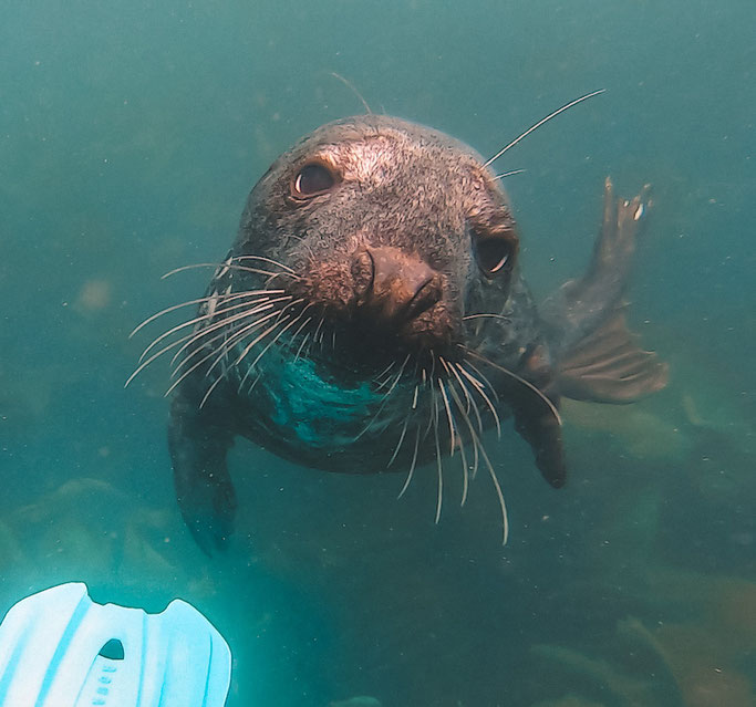 swimming with seals on lundy island