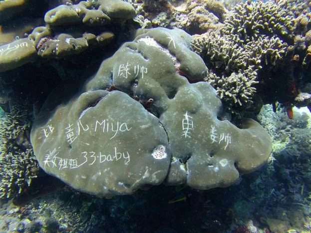Coral vandalized by tourists in a photo gone viral across Bali social media in Sept. 2016 after it was shared by a Karangasem-based dive school.